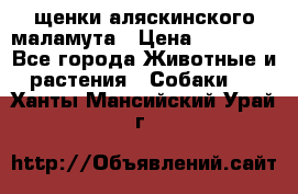 щенки аляскинского маламута › Цена ­ 20 000 - Все города Животные и растения » Собаки   . Ханты-Мансийский,Урай г.